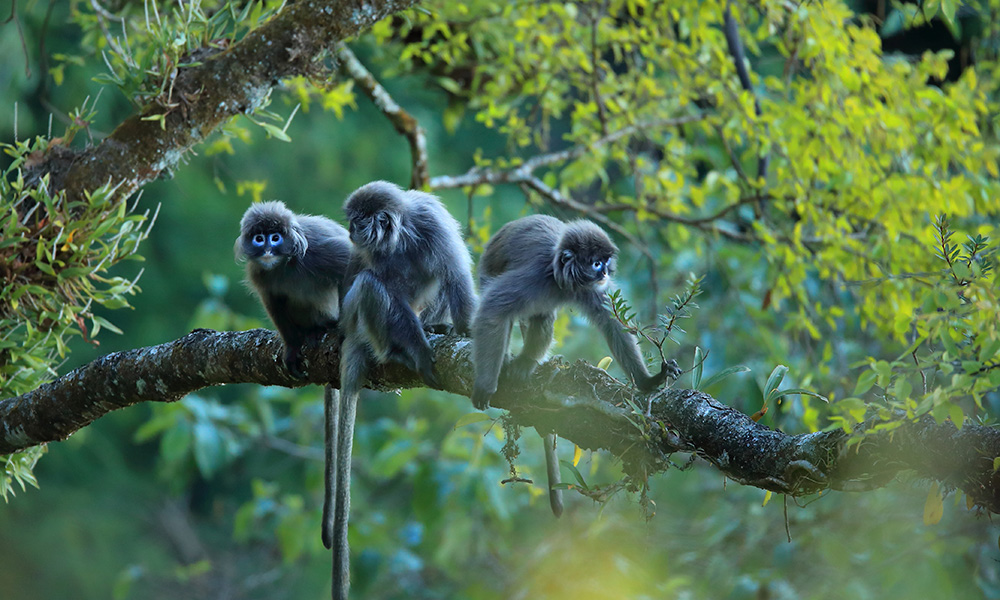 助力菲氏葉猴保護(hù)工作